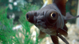 Black Moor Fisch