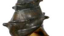 Stachelige Turmdeckelschnecke - Brotia pagodula