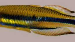 Rotschwanz-aehrenfisch-Bedotia-geayi